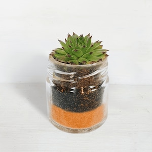 May include: A small succulent plant in a clear glass jar with a layer of orange sand, black soil, and brown roots.