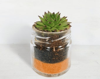 Succulent Glass Jar Favours - Sustainable Small Eco-friendly Plant, Zero Plastic Tiny Mini Sempervivum | 4cm Pot Orange Sand Layer