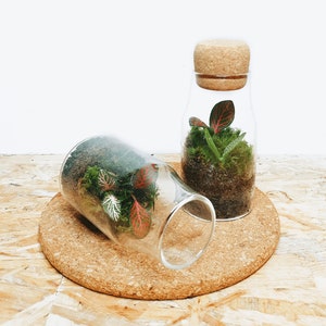 The 12.5cm Cork Bottle Fittonia Terrarium Tiny Enclosed Ecosystem, Sustainable Small Eco-friendly Plant, Zero Plastic Mini Glass Bottle image 4