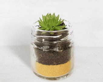 Succulent Glass Jar Favours - Sustainable Small Eco-friendly Plant, Zero Plastic Tiny Mini Sempervivum | 4cm Pot Yellow Sand Layer