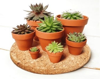 Succulent Terracotta Favours - Sustainable Small Eco-friendly Plant, Zero Plastic Mini Medium Sempervivum | Tiny - Large 2-9cm Pots