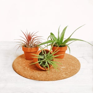 May include: Three air plants in small terracotta pots, arranged on a round cork mat. One plant has red leaves, while the others have green leaves. The pots are a warm orange colour, and the background is white.