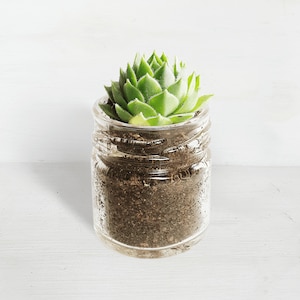 May include: A small green succulent plant growing in a clear glass jar with a textured surface. The jar is filled with brown soil.
