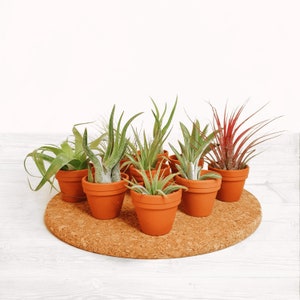 May include: A collection of eight small potted air plants arranged on a cork trivet. The plants are in terracotta pots and have green and red foliage.