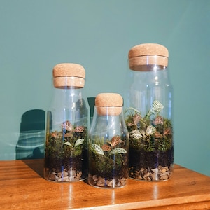 The Cork Bottle Fittonia Terrarium Selection Tiny Enclosed Ecosystem, Sustainable Small Eco-friendly Plant, Zero Plastic Mini Glass Bottle image 8