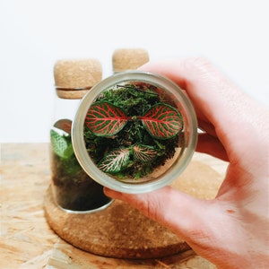 The 12.5cm Cork Bottle Fittonia Terrarium Tiny Enclosed Ecosystem, Sustainable Small Eco-friendly Plant, Zero Plastic Mini Glass Bottle image 3