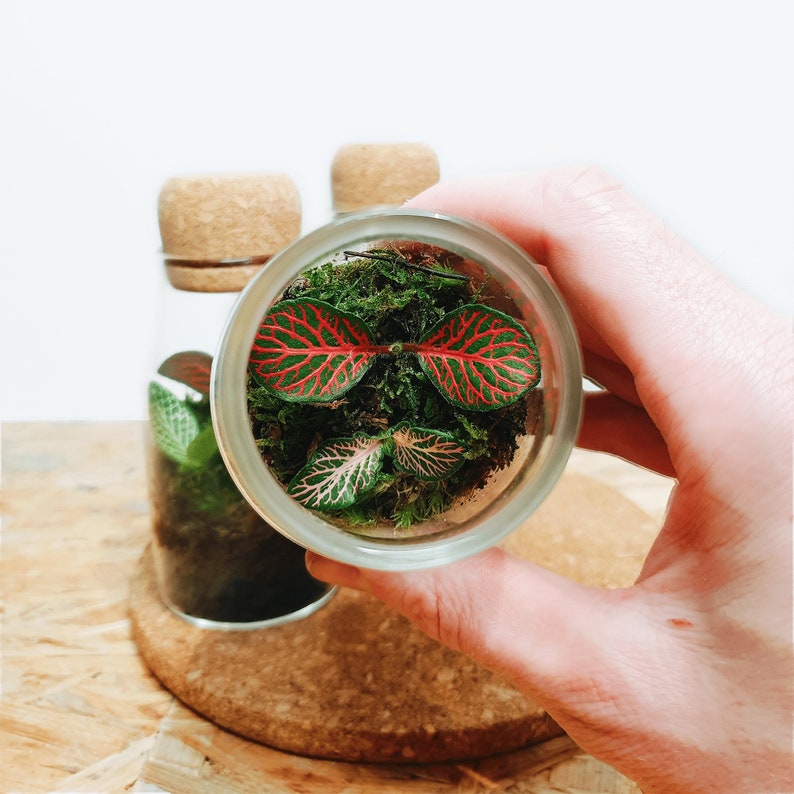 The 12.5cm Cork Bottle Fittonia Terrarium Tiny Enclosed Ecosystem, Sustainable Small Eco-friendly Plant, Zero Plastic Mini Glass Bottle image 3