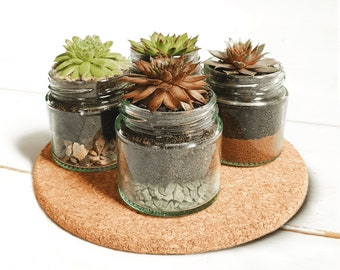 Succulent Glass Jar Favours - Sustainable Small Eco-friendly Plant, Zero Plastic Medium Sempervivum | 6cm Pot Bulk Pricing & Customisable