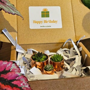 Happy Birthday Succulent Trio Gift Box - Sustainable Small Eco-friendly Plant, Zero Plastic 1.6-3cm Copper Pot, Present + Free Card!