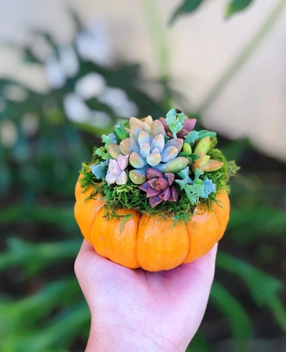 Mini Pumpkin Succulent Arrangement Fall Halloween | Etsy