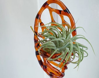 Amber Air Plant Ornament