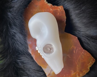 Small Functional Doe Skull