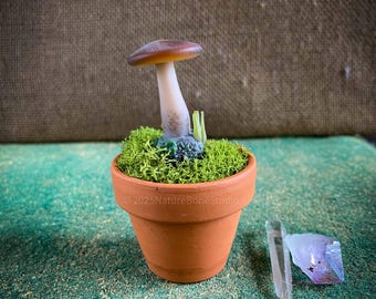 Mushrooms & Fungi