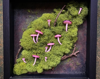 Mycena Roseilignicola shadowbox