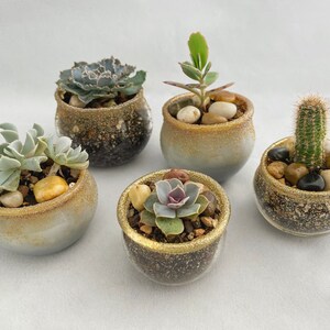 Peut inclure: Cinq petites plantes succulentes dans des pots à bordure dorée avec une finition ombrée blanche et grise. Les pots sont remplis de petites pierres et de cailloux.