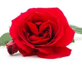 2x Lectura de preguntas. Muy minucioso, en profundidad.