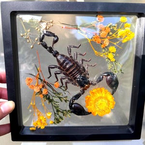 May include: A framed display featuring a preserved scorpion with a dark brown body and large black claws. The scorpion is surrounded by dried orange and yellow flowers and greenery, encased in a black square frame.