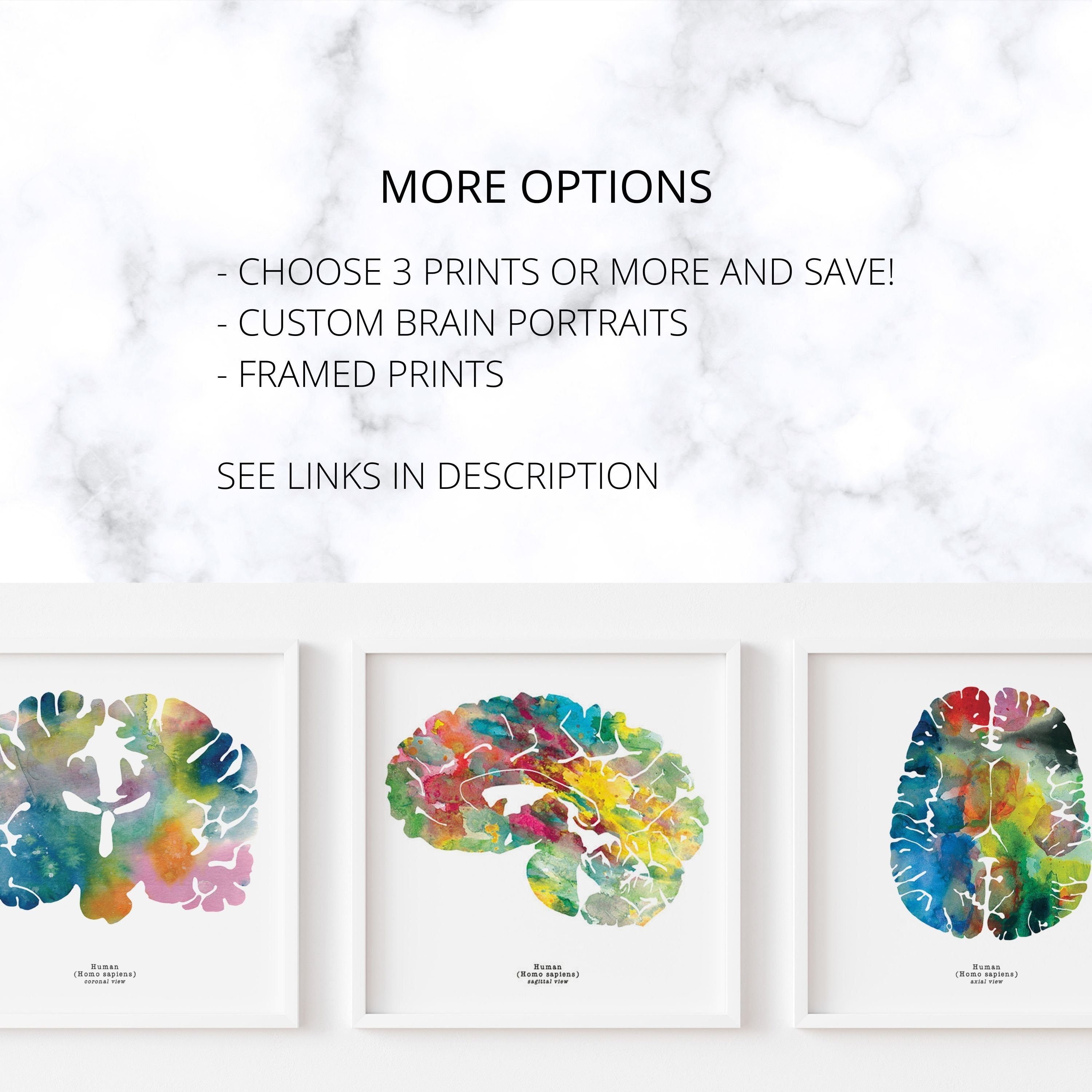 Human Brain Art - Colorful 12" X 12" Coronal Watercolor Print ...