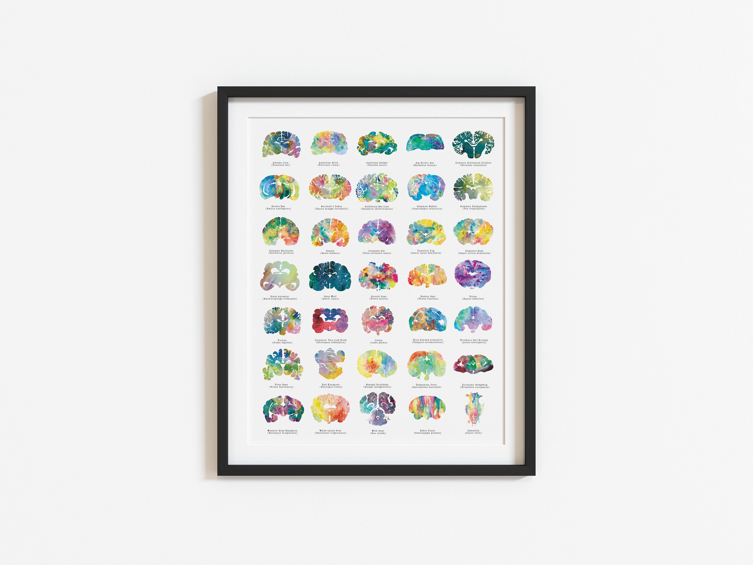 Animal Brain Art - 16" x 20" Poster - THIRD EDITION - Colorful Neurology, Neuroscience, and Psychology Wall Decor and Gifts by J. Sayuri