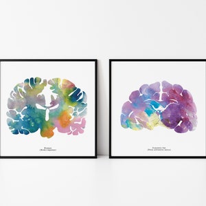 Human and Cat Brain Art Set - 8.5&quot; x 8.5&quot; Prints - Colorful Psychology, Neuroscience, and Neurology Artwork - Gift Idea for Veterinarians