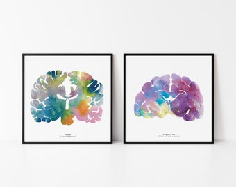Human and Cat Brain Art Set - 8.5" x 8.5" Prints - Colorful Psychology, Neuroscience, and Neurology Artwork - Gift Idea for Veterinarians