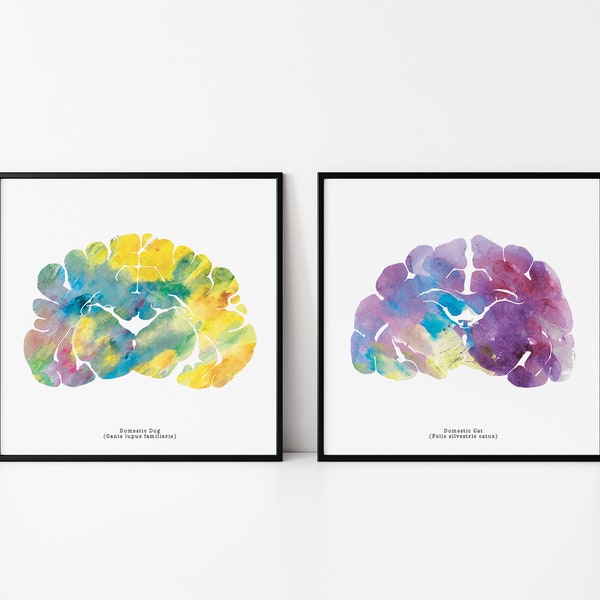 Cat and Dog Brain Art - 12" x 12" Prints - Coloful Neurology, Neuroscience, Veterinary, Medical, Psychology Gift Idea - Signed by J. Sayuri