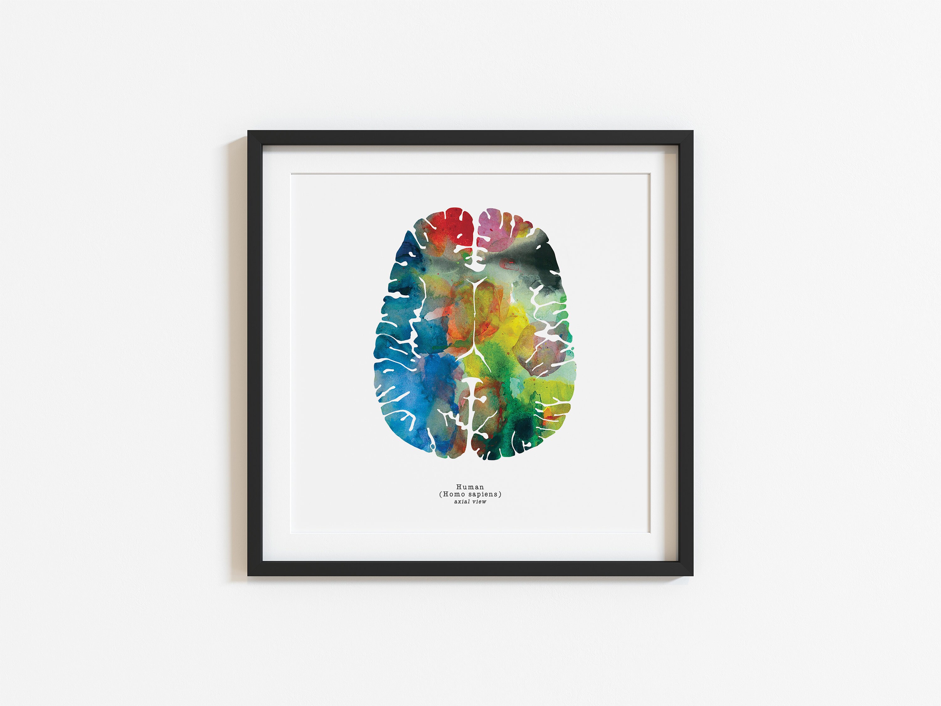 Axial Human Brain Art - Colorful 8.5" X 8.5" Print - Psychiatry ...