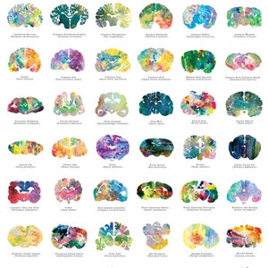 May include: A colourful watercolour illustration of animal brains, each brain is labelled with the animal's name and scientific name. The brains are painted in a variety of colours, including blue, green, yellow, orange, red, and purple.