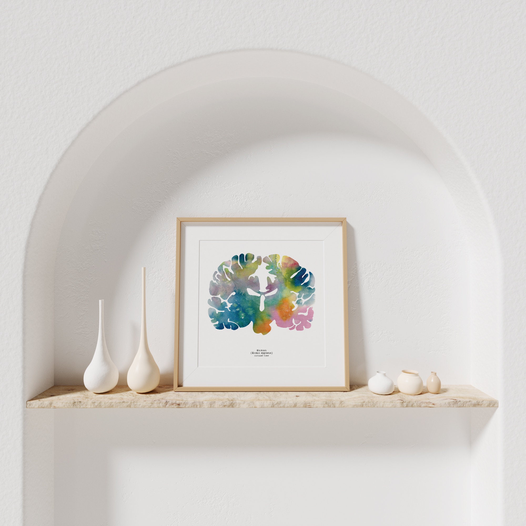 Coronal Human Brain Art - Colorful 8.5" X 8.5" Watercolor Prints ...