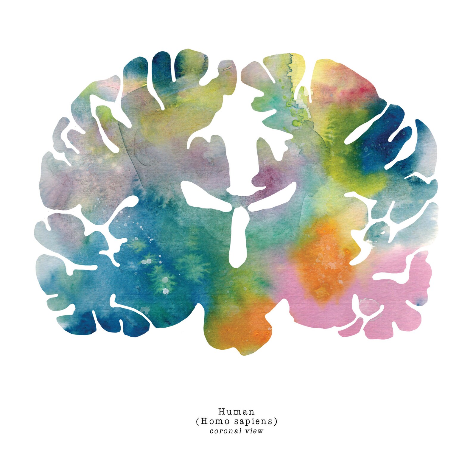 Watercolor Brain Psychology Art Neuroscience Wall Art Nurse - Etsy