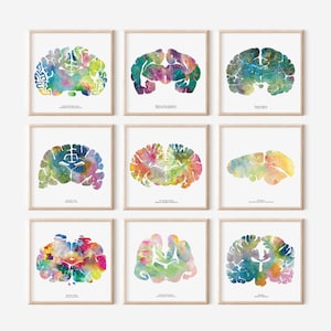 May include: Set of nine watercolor brain prints in various colors, including blue, green, yellow, orange, and pink. Each print features a different brain region, with the name of the region labeled below.