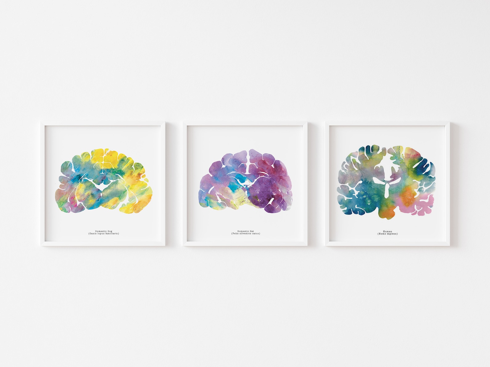 Veterinary Artwork - Human Cat Dog Brain Art - Three 12" x 12" Prints - Neuroscience, Neurology, Psychology Artwork - Great Gift for Grads