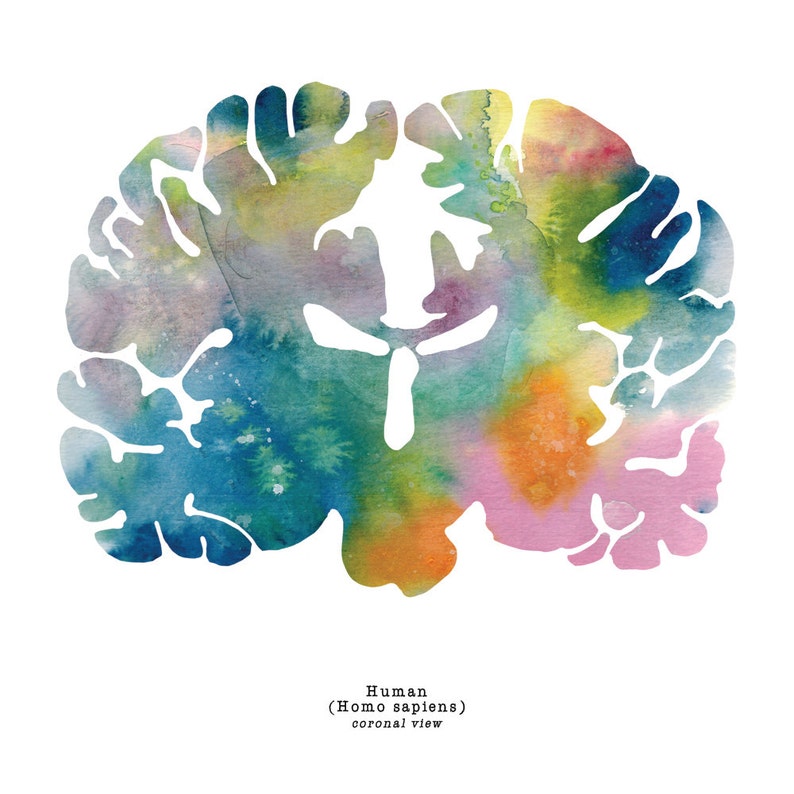 Human Brain Art - Colorful 12" X 12" Coronal Watercolor Print ...