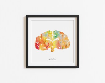 Harbor Seal Brain Art - Colorful 8.5&quot; x 8.5&quot; Watercolor Prints - Thoughtful Neurology, Psychology, and Marine Biology Gift by J. Sayuri