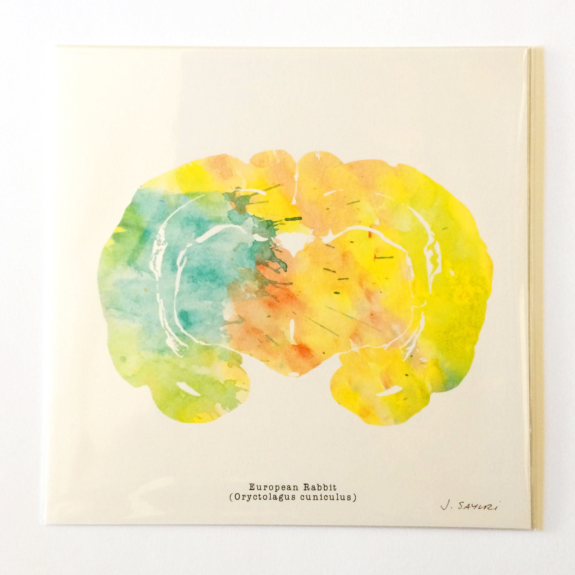 European Rabbit Brain Art Colorful 8.5 X 8.5 - Etsy