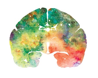 Common Marmoset Brain Art - Colorful 8.5&quot; x 8.5&quot; Watercolor Prints - Thoughtful Neurology, Veterinary, and Psychology Gift by J. Sayuri
