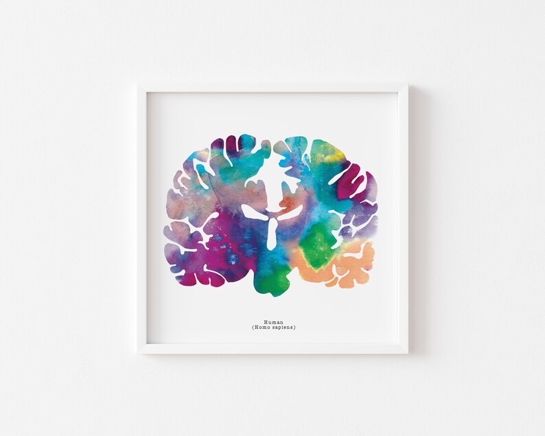Coronal Human Brain Art Print Set - Three 8.5" X 8.5" Watercolor Prints ...