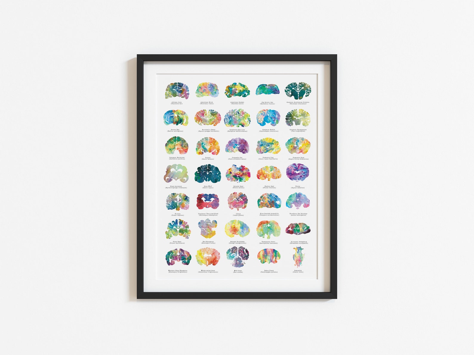 Veterinary Wall Art - 16" x 20" - Veterinarian Gift and Medical Art - Medical Student Gift - Psychology Mental Health Office Decor