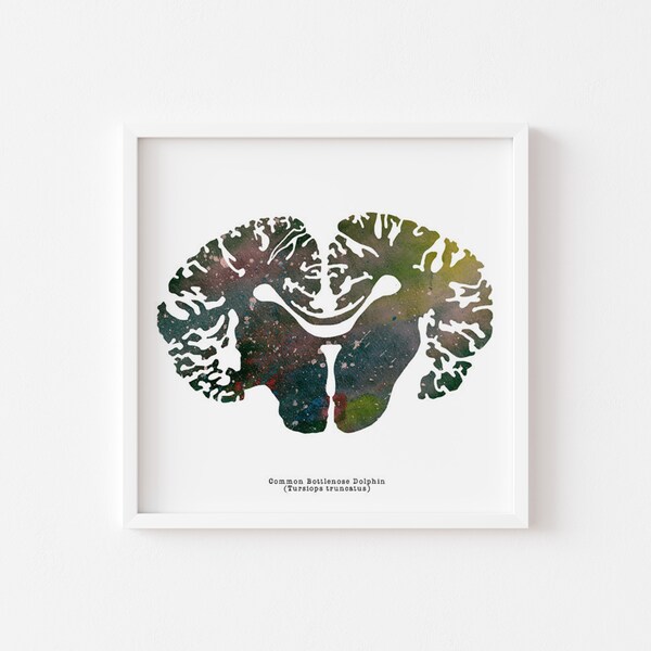Biology Wall Art Etsy