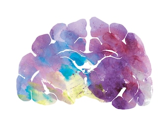 Domestic Cat Brain Art - 12&quot; x 12&quot; Watercolor Prints - Colorful Veterinary, Neuroscience, and Psychology Gifts by J. Sayuri