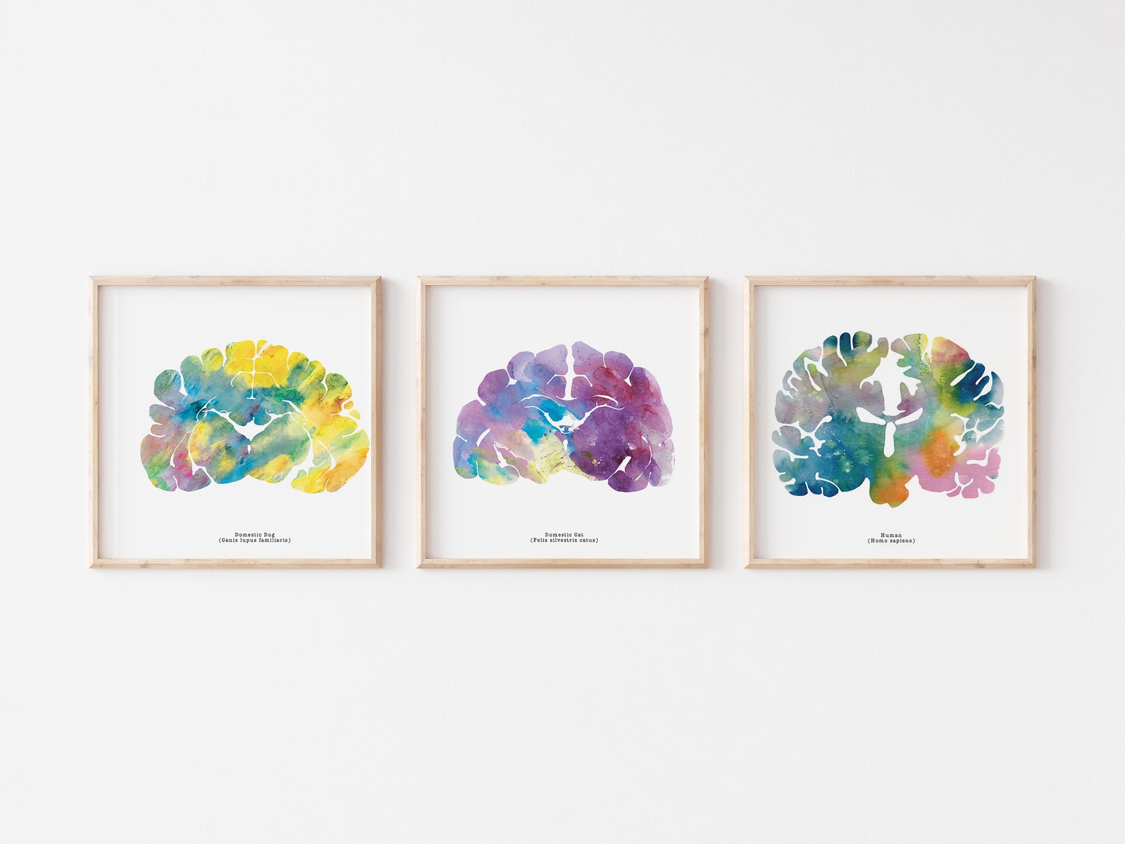 Veterinary Artwork - Human Cat Dog Brain Art - Three 12" x 12" Prints - Neuroscience, Neurology, Psychology Artwork - Great Gift for Grads