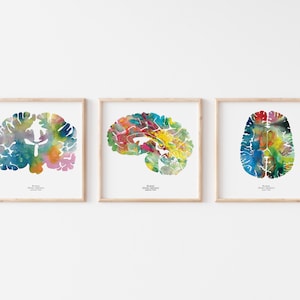 May include: Three framed watercolor paintings of the human brain. Each brain is a different color and has a unique design. The text below each brain reads "Brain (Brain region) -  [Name of artist]"