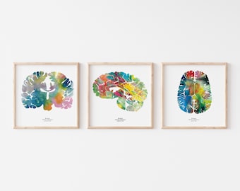 Set de 3 láminas artísticas sobre el cerebro humano – Decoración mural en acuarela sobre neurociencia para oficina o clínica