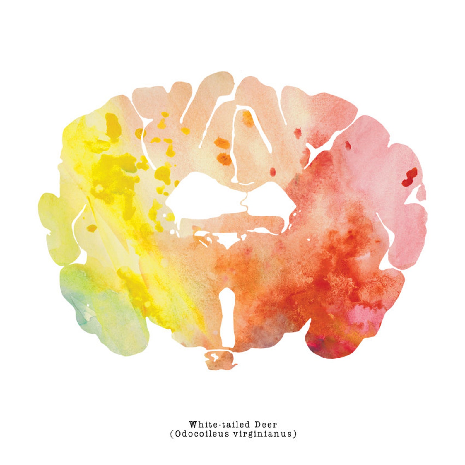 White-Tailed Deer Brain Art