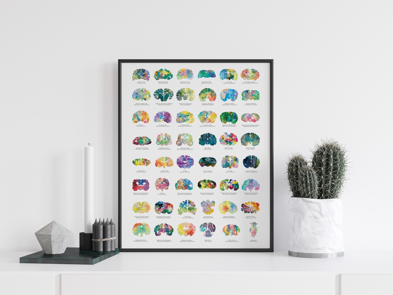 Animal Brain Art Poster - 18" x 24" - Colorful Neurology, Neuroscience, Veterinary, and Psychology Gift Idea - Veterinarian Wall Decor