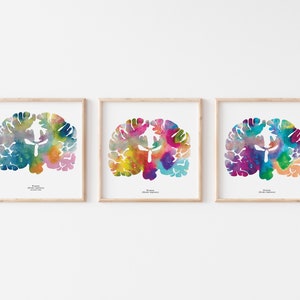 Coronal Human Brain Art Print Set - Three 8.5" X 8.5" Watercolor Prints ...