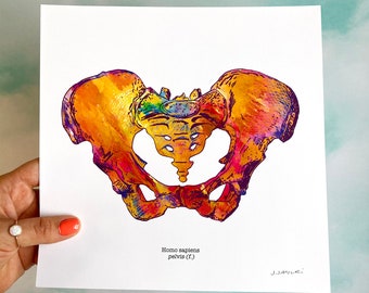 Human Pelvis Art - 8.5&quot; x 8.5&quot; Female Hip Print -  Colorful Anatomy Art For Chiropractic, Physical Therapy, and Medical Office Decor
