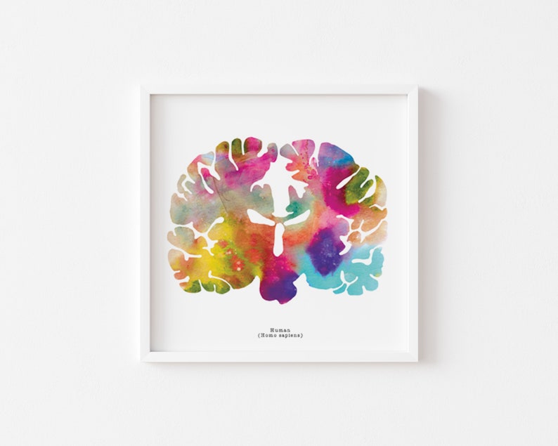 Coronal Human Brain Art Print Set - Three 8.5" X 8.5" Watercolor Prints ...