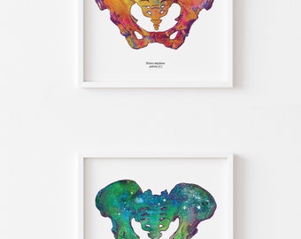 May include: Two framed anatomical illustrations of a human pelvis. The top image is in shades of orange, yellow, and red. The bottom image is in shades of green, blue, and purple. Both images have the text "Homo sapiens pelvis (f)" at the bottom.