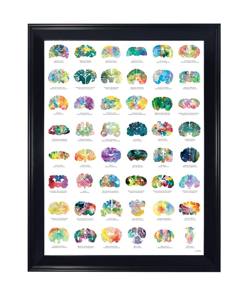 May include: A colourful anatomical chart of the human brain with watercolour illustrations of different brain regions. Each region is labelled with its name, such as "Amygdala" and "Hippocampus".